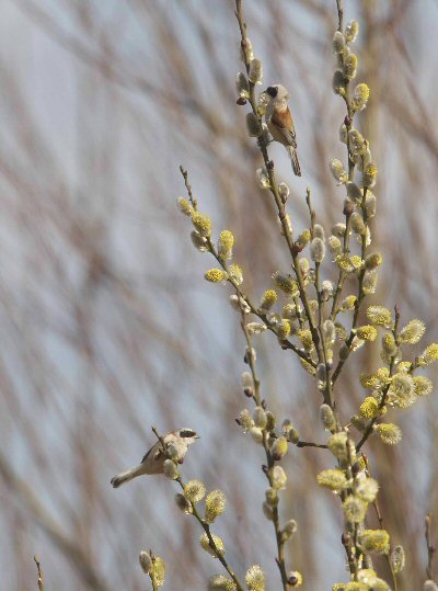 Penduline Tit