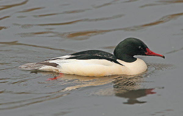 Goosander