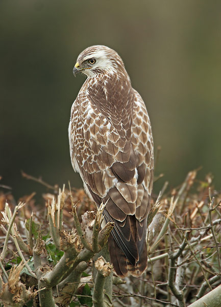 Common Buzzard