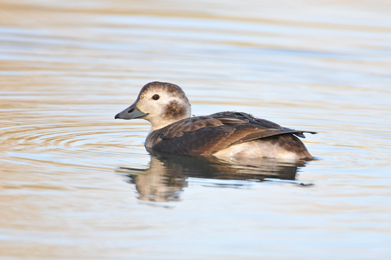 Long-tailed Duck