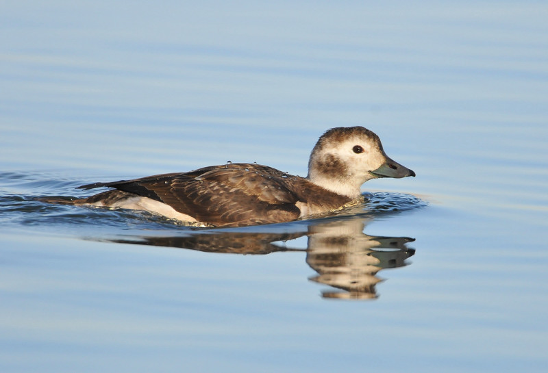 Long-tailed Duck