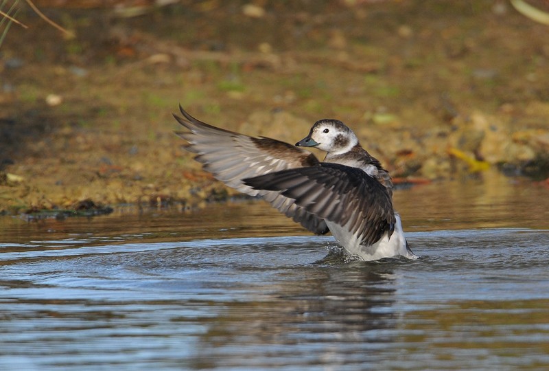 Long-tailed Duck