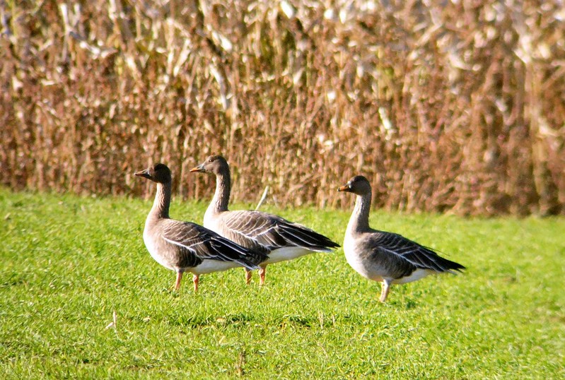 Tundra Bean Goose