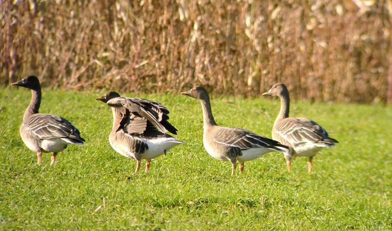 Bean Goose