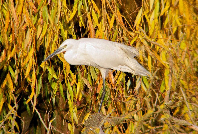 Little Egret
