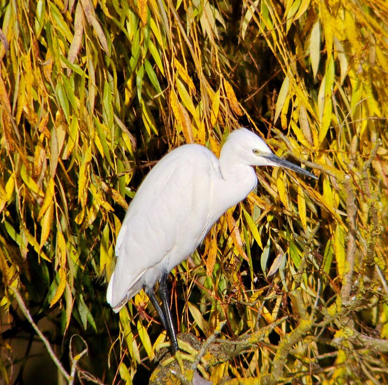 Little Egret