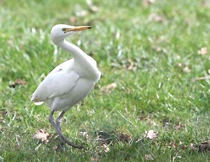 Cattle Egret