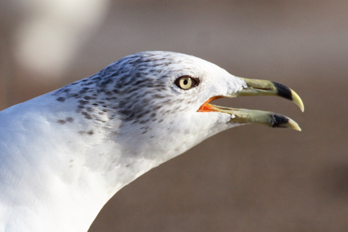 Ring-billed Gull