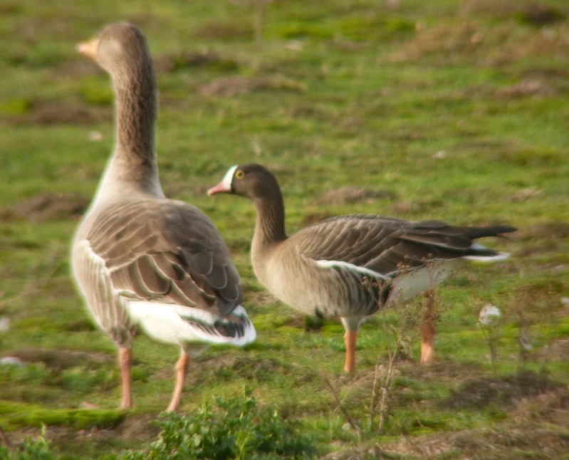 Lesser white-fronted goose