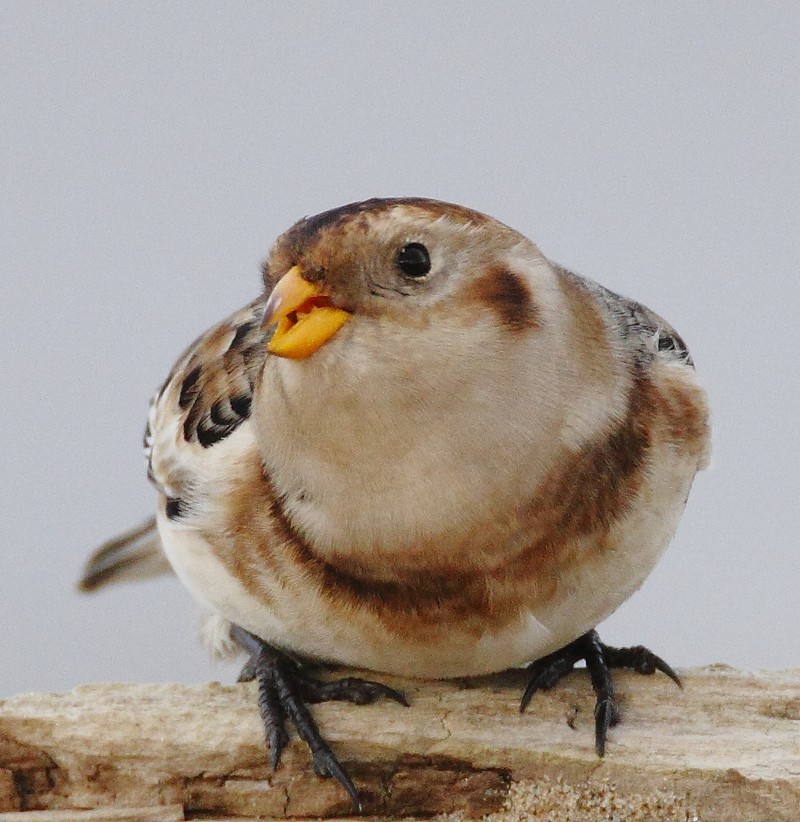 Snow Bunting