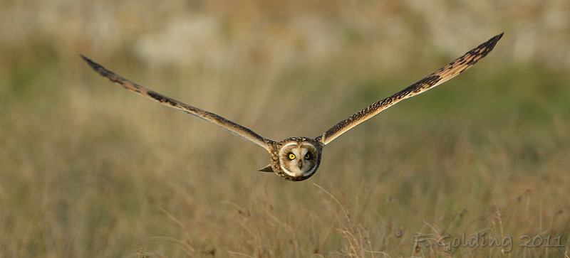 Short-eared Owl