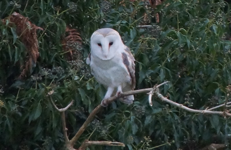 Barn Owl