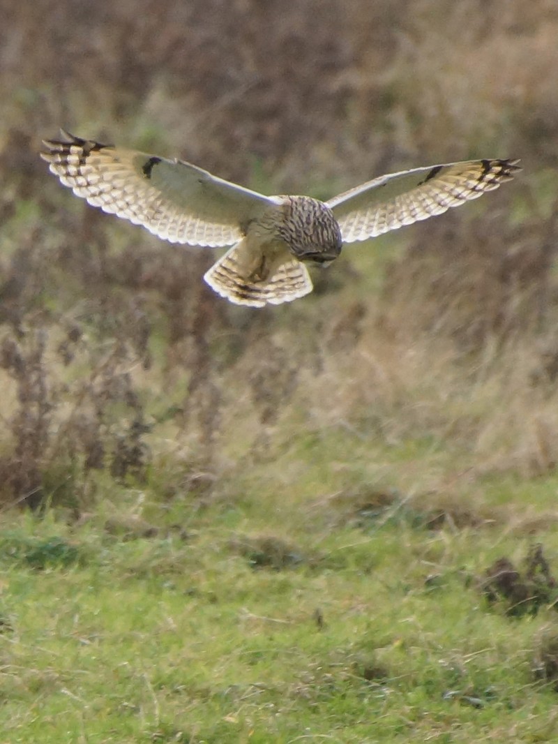 Short-eared Owl