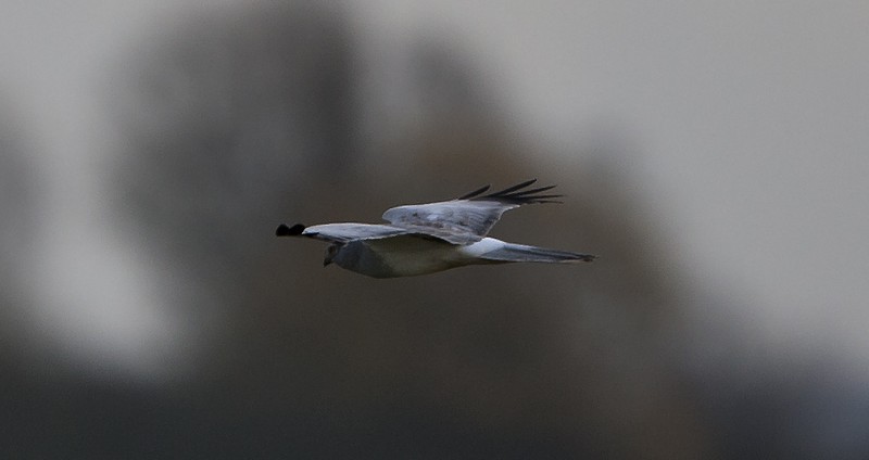 Hen Harrier