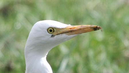Cattle Egret