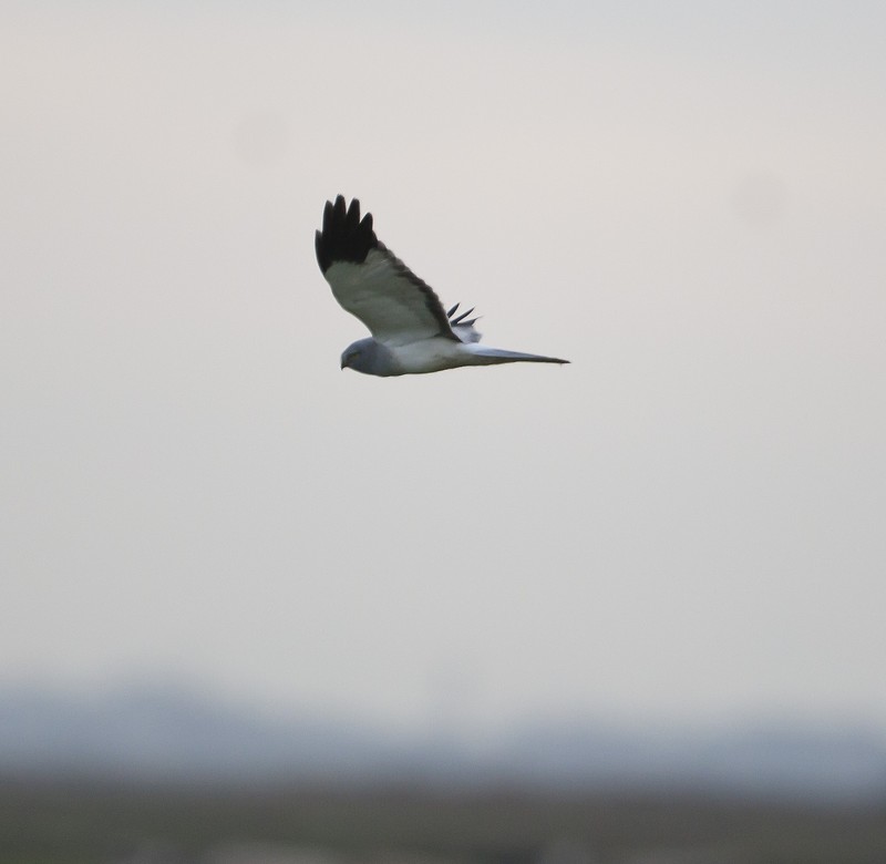 Hen Harrier