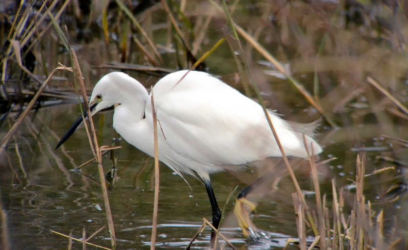 Little Egret
