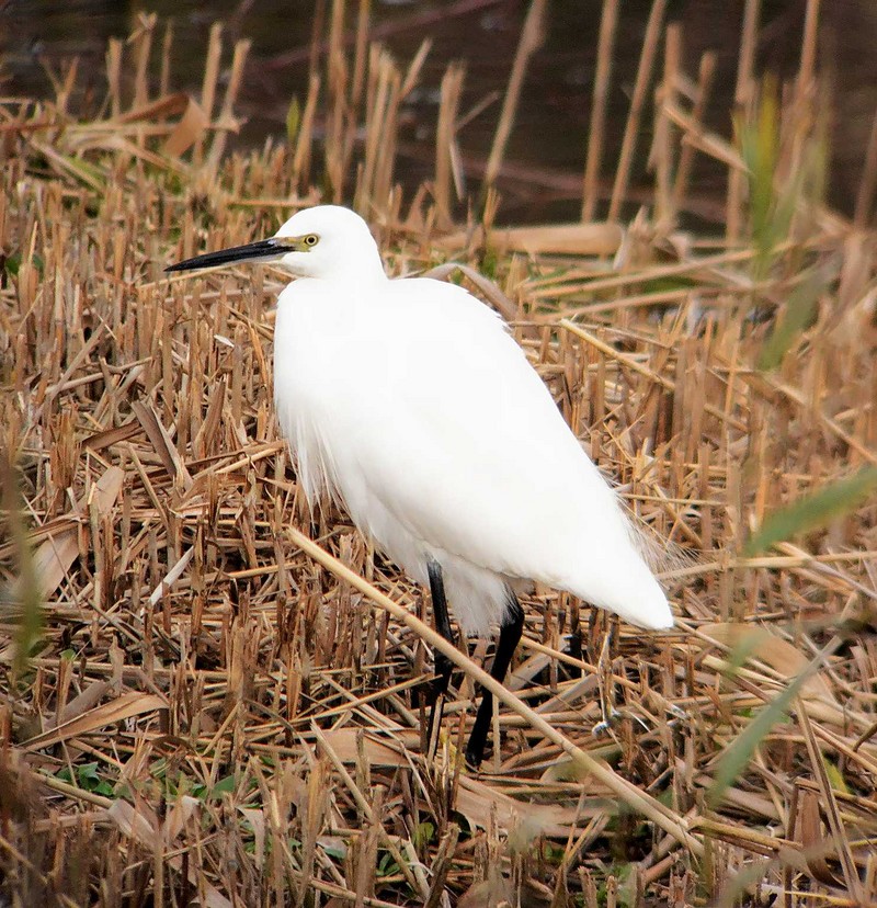 Little Egret