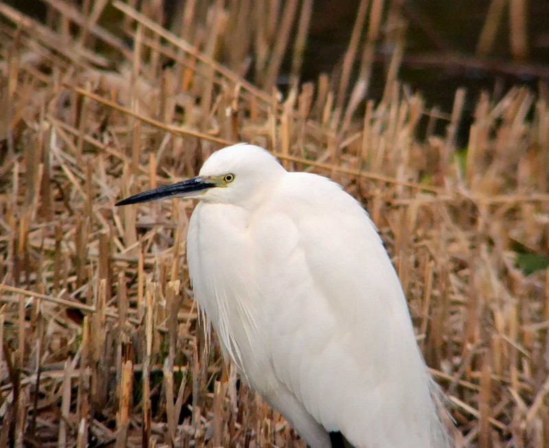 Little Egret