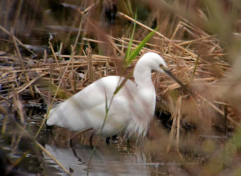 Little Egret