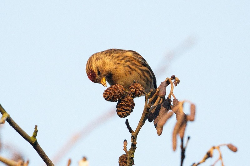 Lesser Redpoll