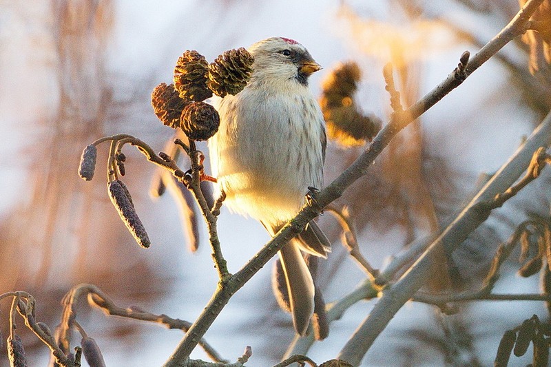 Coues's Arctic Redpoll