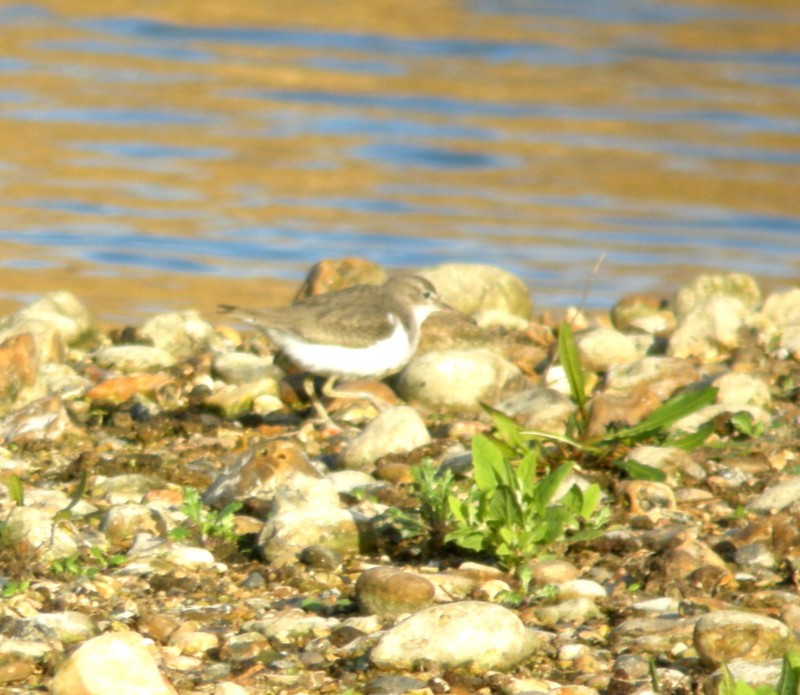 Spotted Sandpiper