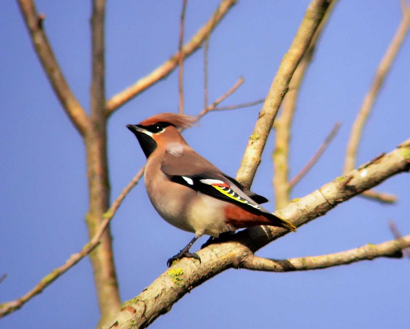 Waxwing