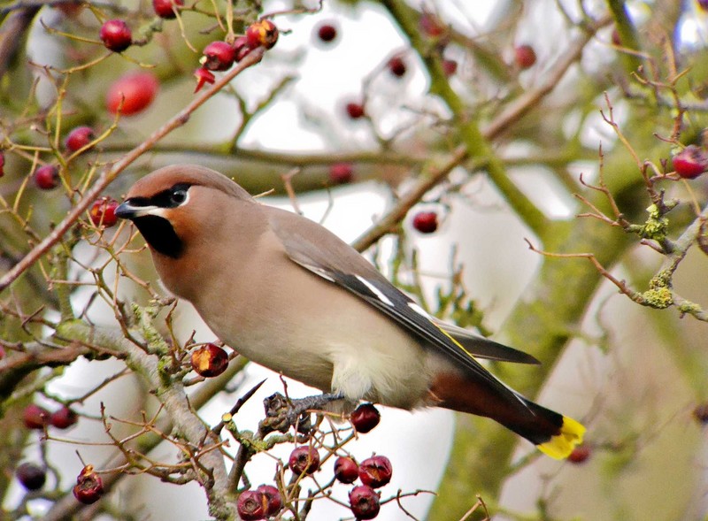 Waxwing