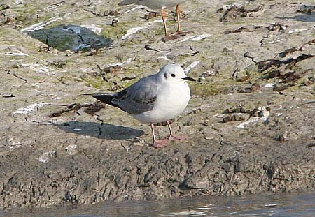 Bonaparte's Gull