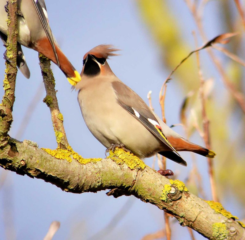 Waxwing