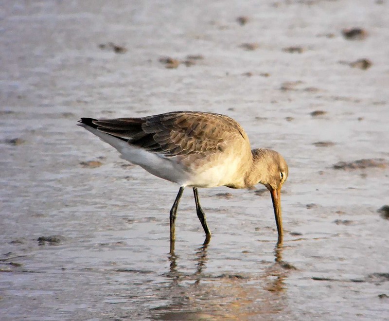 Black-tailed Godwit
