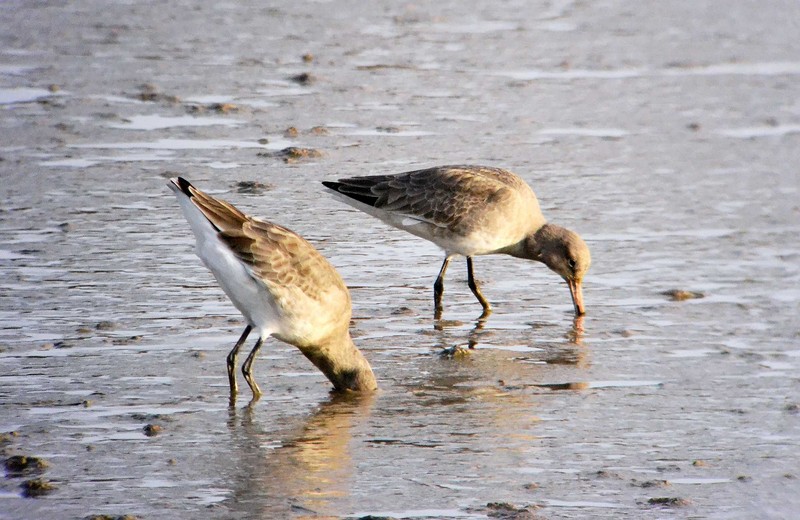 Black-tailed Godwit