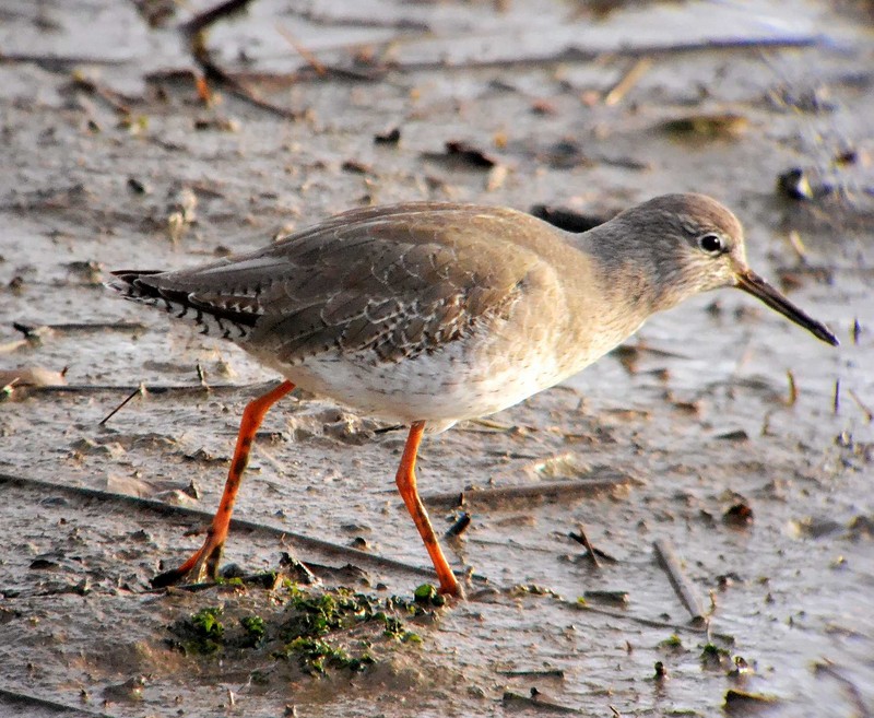 Redshank