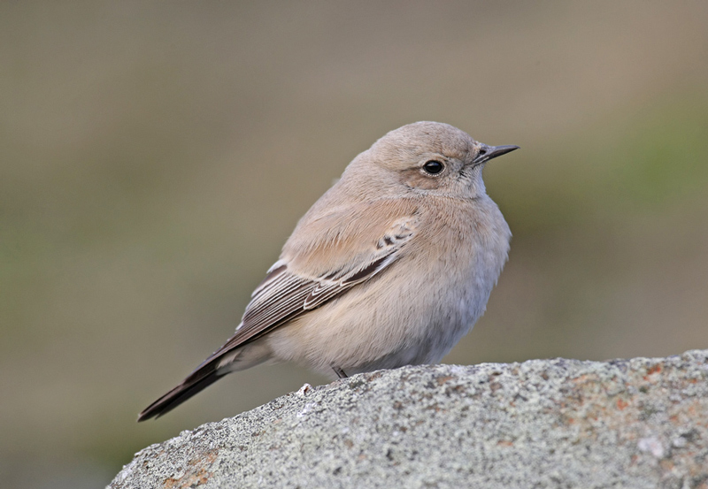 Desert Wheatear