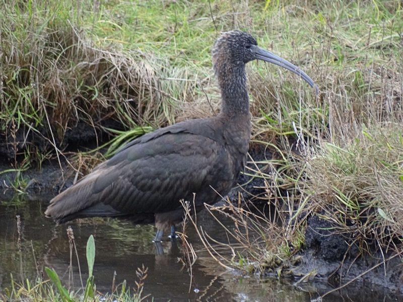 GLOSSY IBIS
