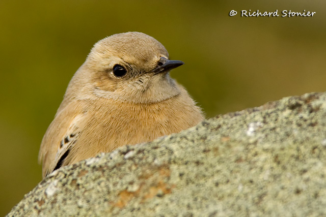 Desert Wheatear