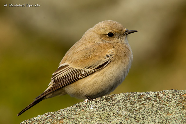 Desert Wheatear