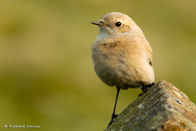 Desert Wheatear