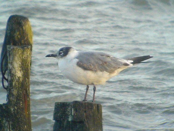 Franklin's Gull