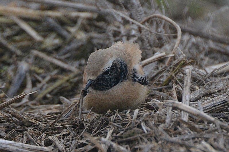 Desert Wheatear