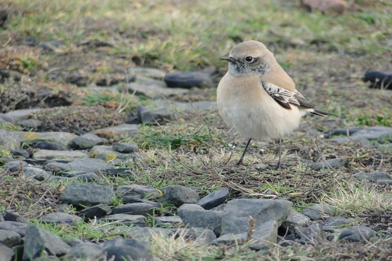 Desert Wheatear