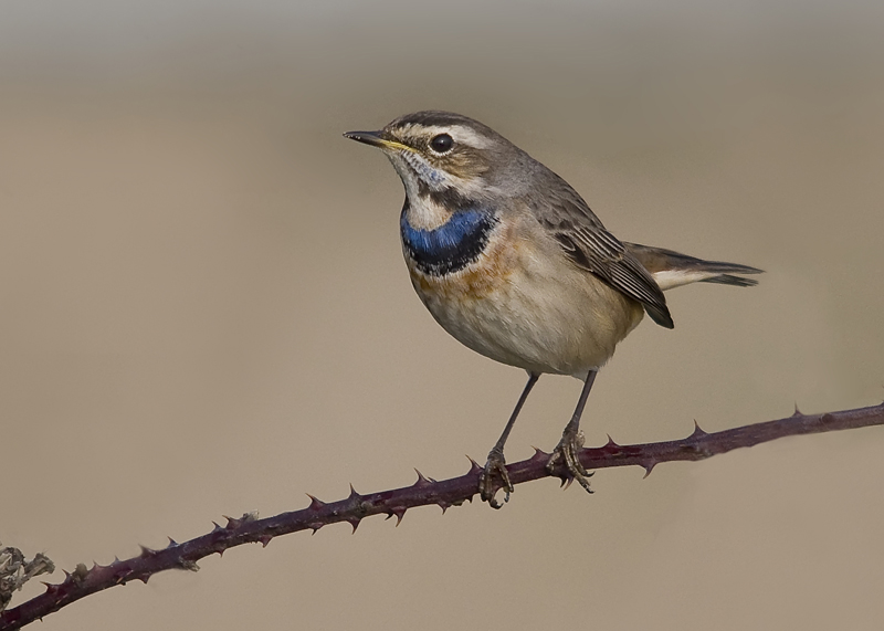 Bluethroat