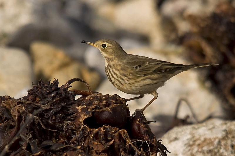 American Buff-bellied Pipit