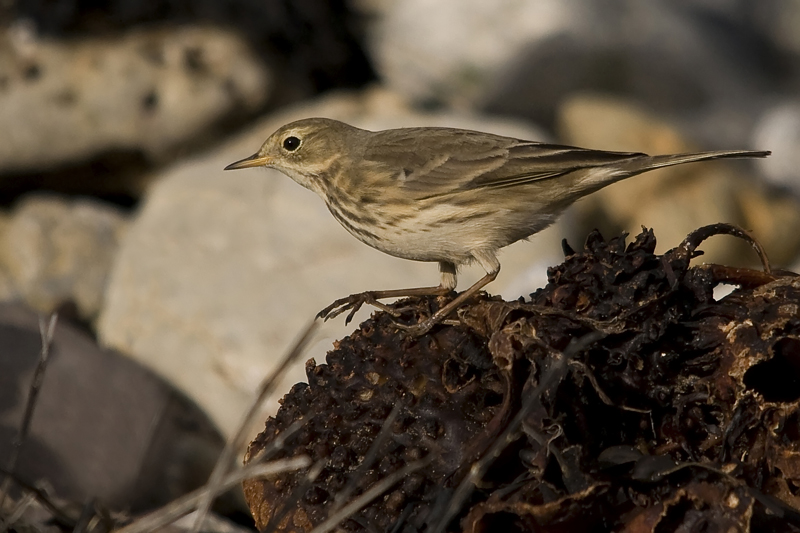 American Buff-bellied Pipit
