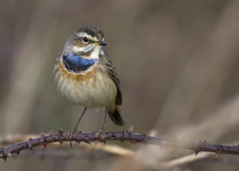 Bluethroat