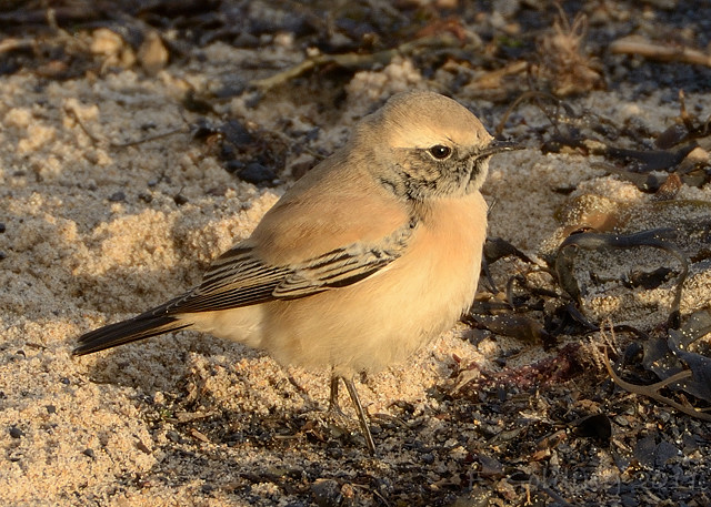 Desert Wheatear