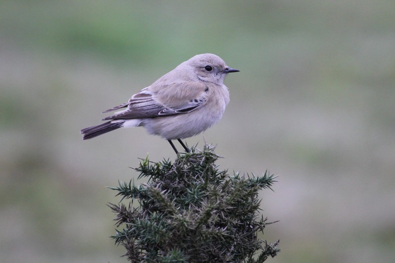 Desert Wheatear