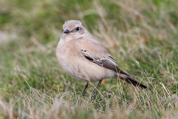 Desert Wheatear