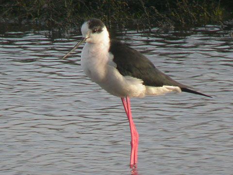Black-winged Stilt